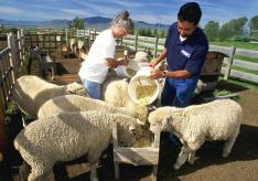 Разведение овец в домашних условиях: советы для начинающих Содержания овец в частном доме