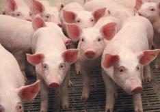 Домашнее разведение свиней – для начинающих