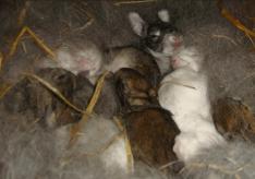 Разведение кроликов в подсобном хозяйстве: правила и советы