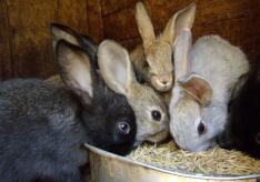 Инструкция по разведению кроликов в домашних условиях для начинающих